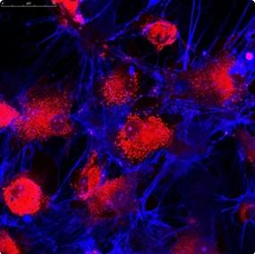 Characteristics and Applications of Texas Red Fluorescent Dyes